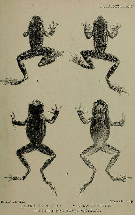 Image of Amolops ricketti (Boulenger 1899)