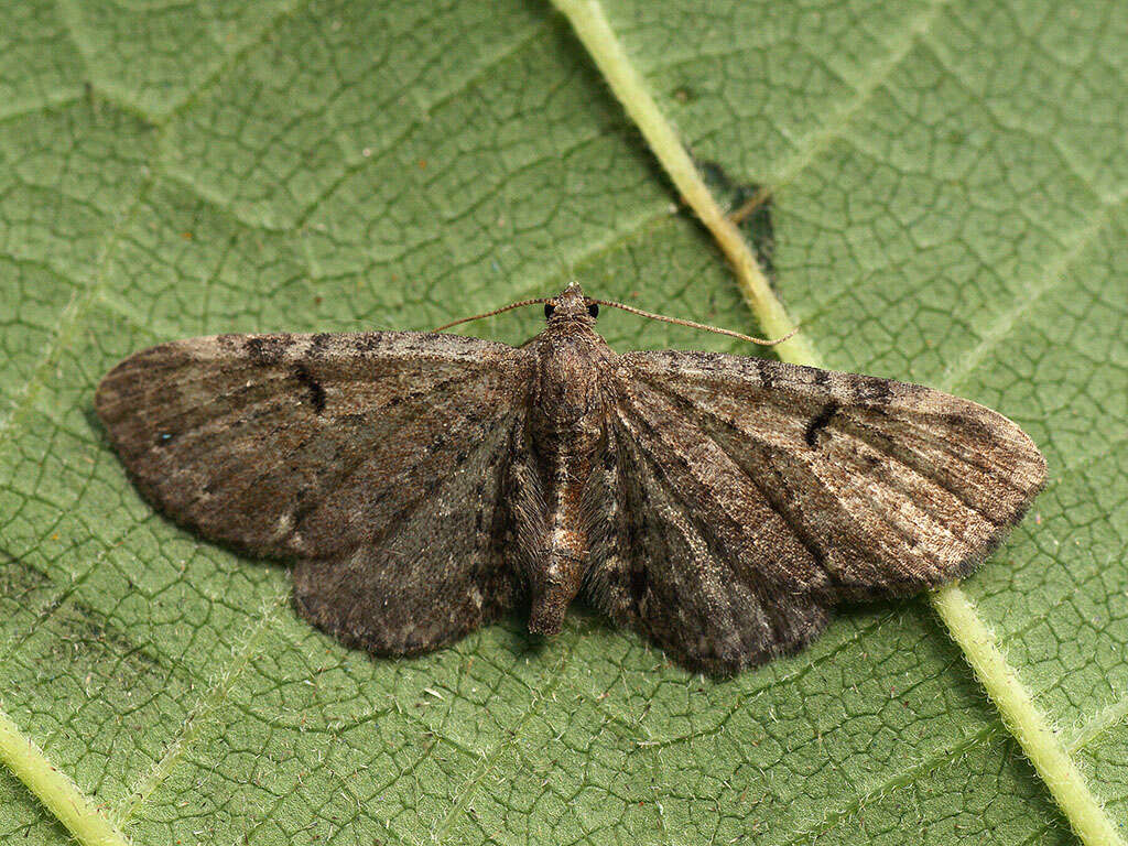 Imagem de Eupithecia actaeata Walderdorff 1869