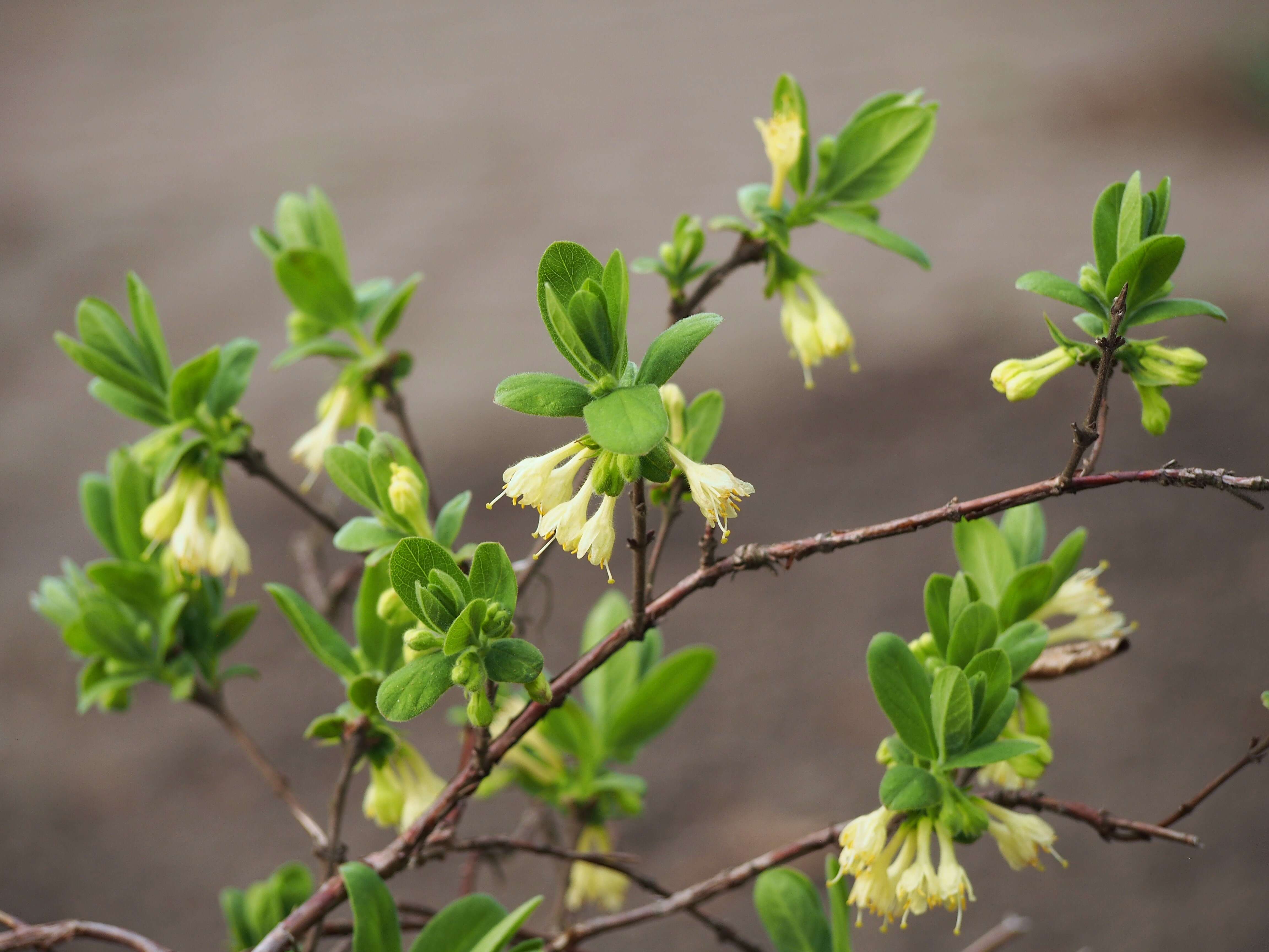 Imagem de Lonicera caerulea L.