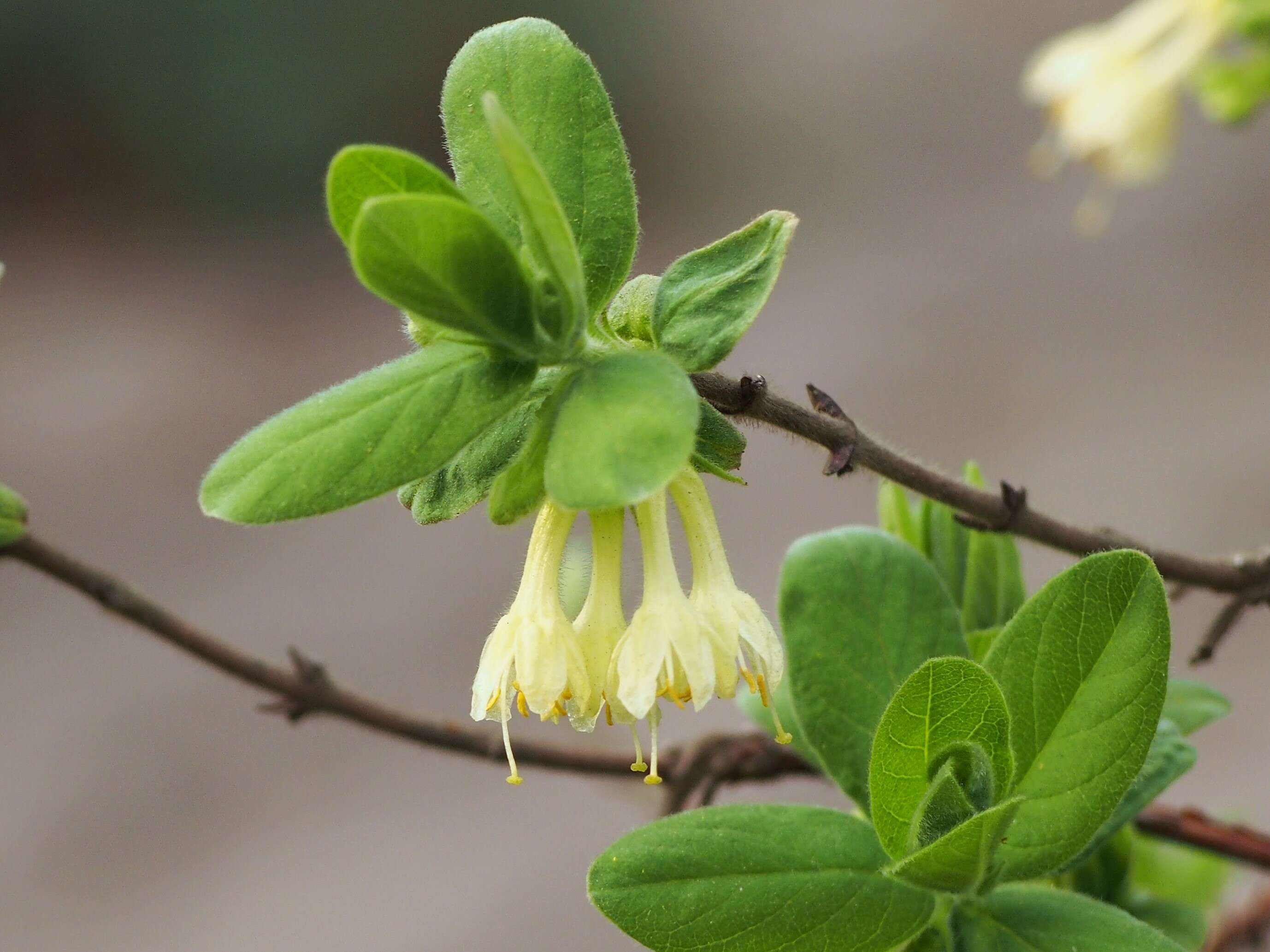 Imagem de Lonicera caerulea L.