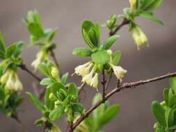 Imagem de Lonicera caerulea L.