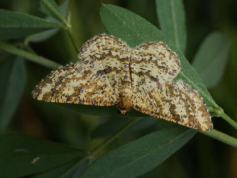 Image of Heliomata glarearia