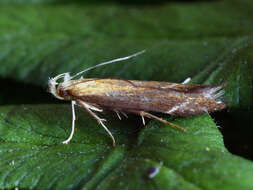 Image of bracken neb