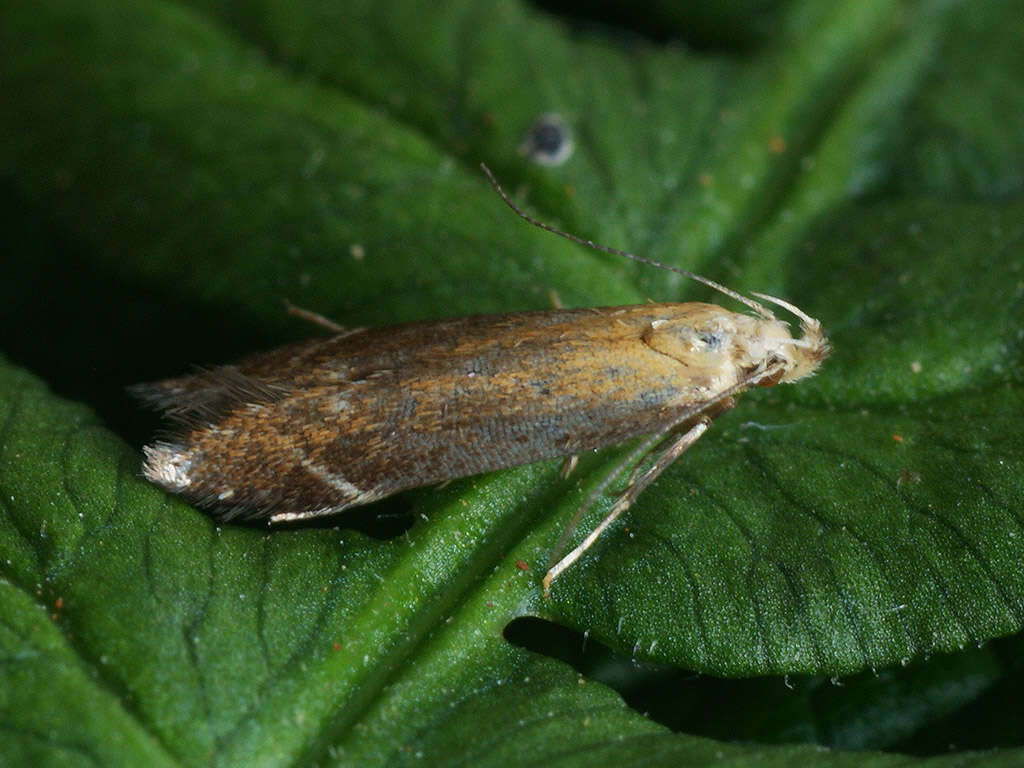 Image of bracken neb