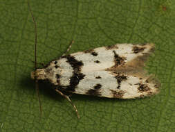 Pseudotelphusa scalella Scopoli 1763的圖片