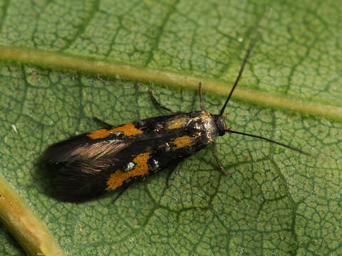 Image of Chrysoclista lathamella Fletcher 1936