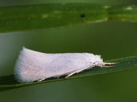 Image of Elachista argentella Clerck