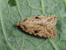 Image of Agonopterix arenella Denis & Schiffermüller 1775