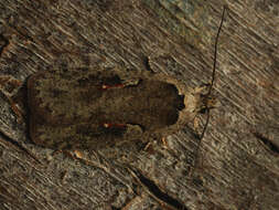 Image of Agonopterix ocellana Fabricius 1775