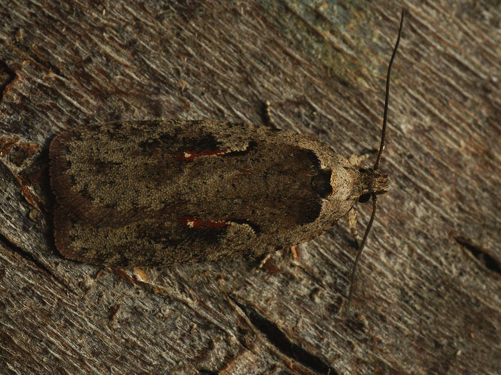 Image of Agonopterix ocellana Fabricius 1775