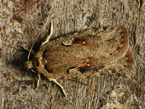 Image of Agonopterix ocellana Fabricius 1775