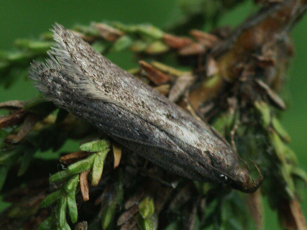 Image of Neofaculta ericetella Geyer (1832)