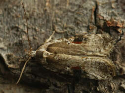 Image of Poison Hemlock Moth