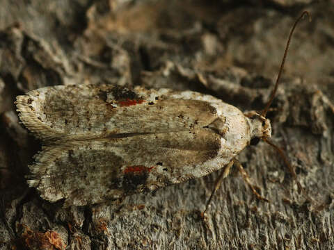 Image of Poison Hemlock Moth