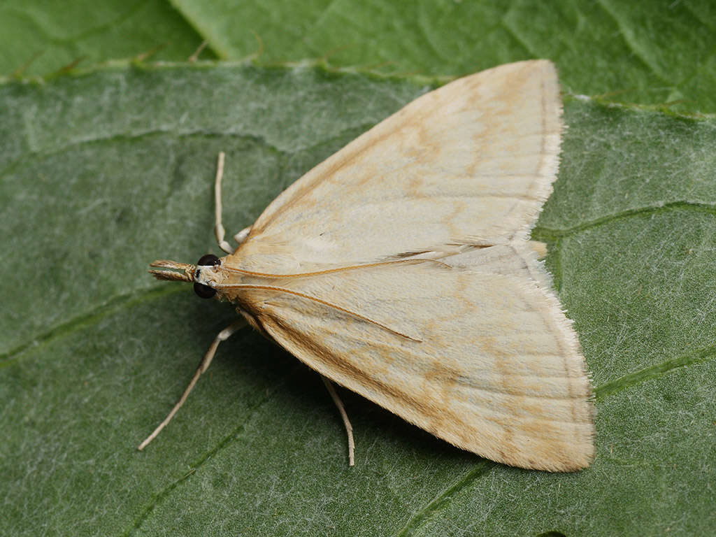 Image of Udea lutealis