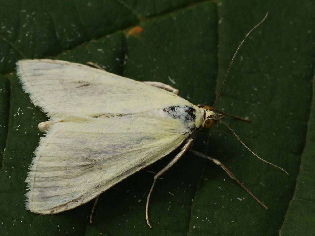 صورة Sitochroa palealis Schiffermüller