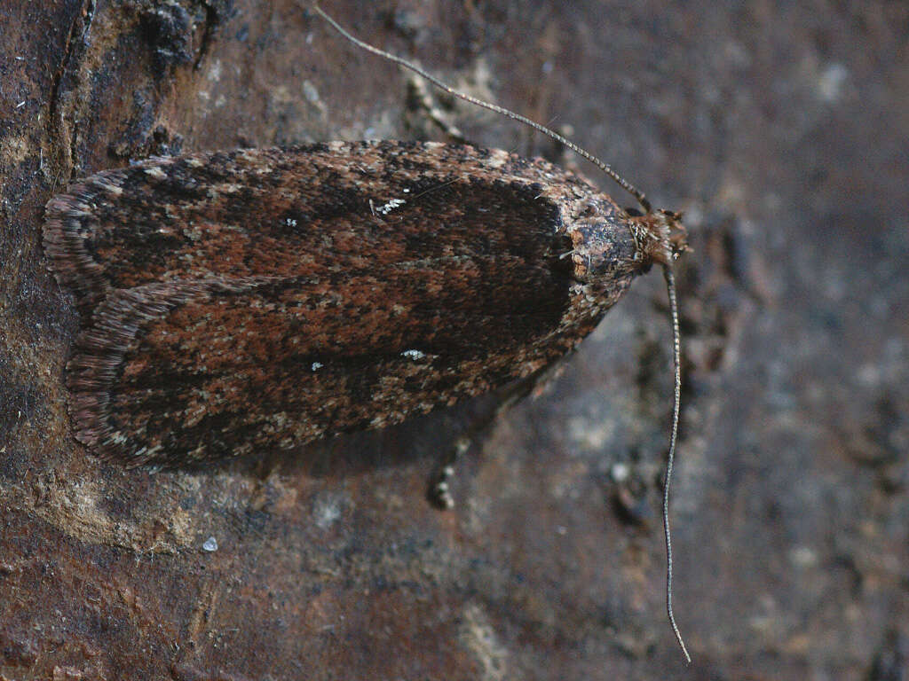 Image of large carrot flat-body