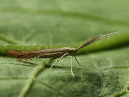 Image of Coleophora wockeella Zeller 1849