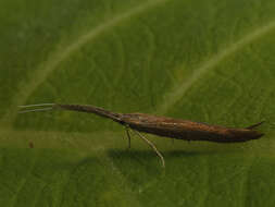 Image of Coleophora wockeella Zeller 1849