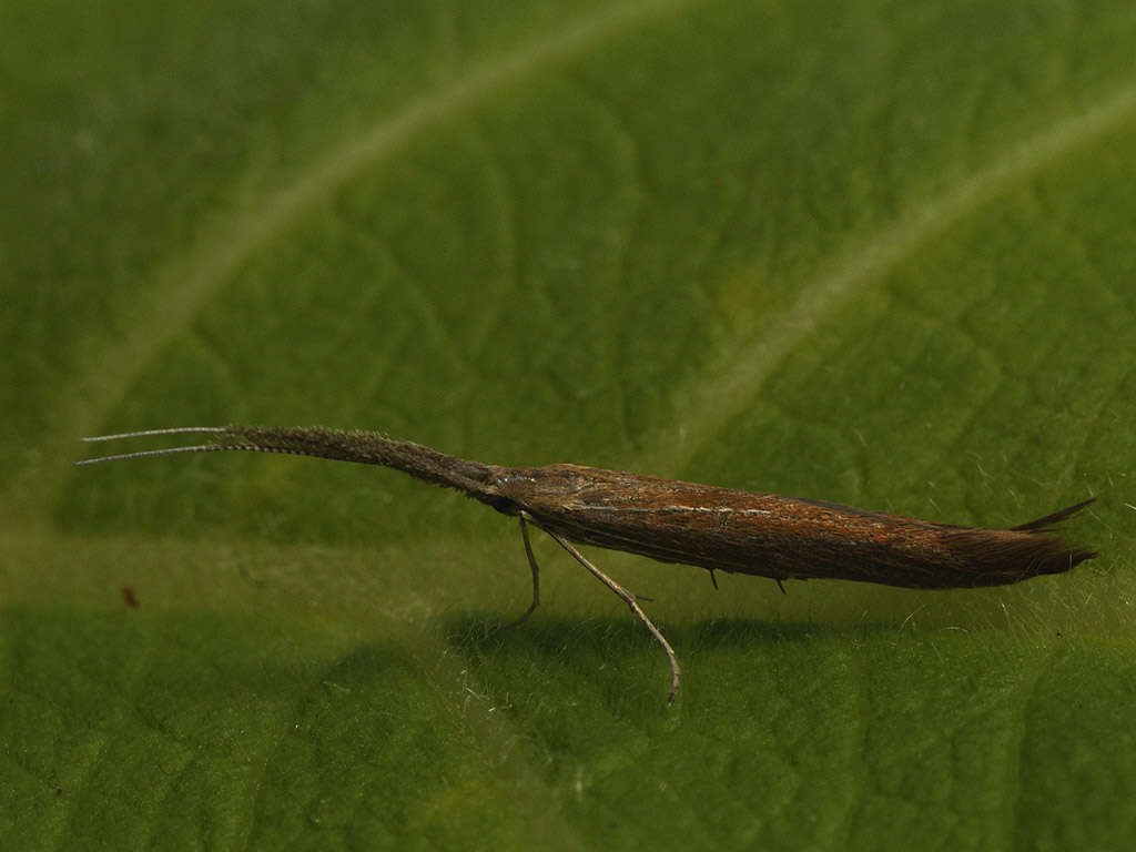 Image of Coleophora wockeella Zeller 1849