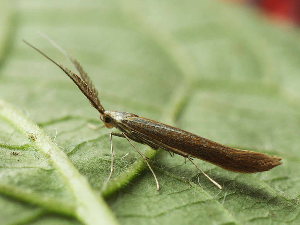 Image of Coleophora wockeella Zeller 1849