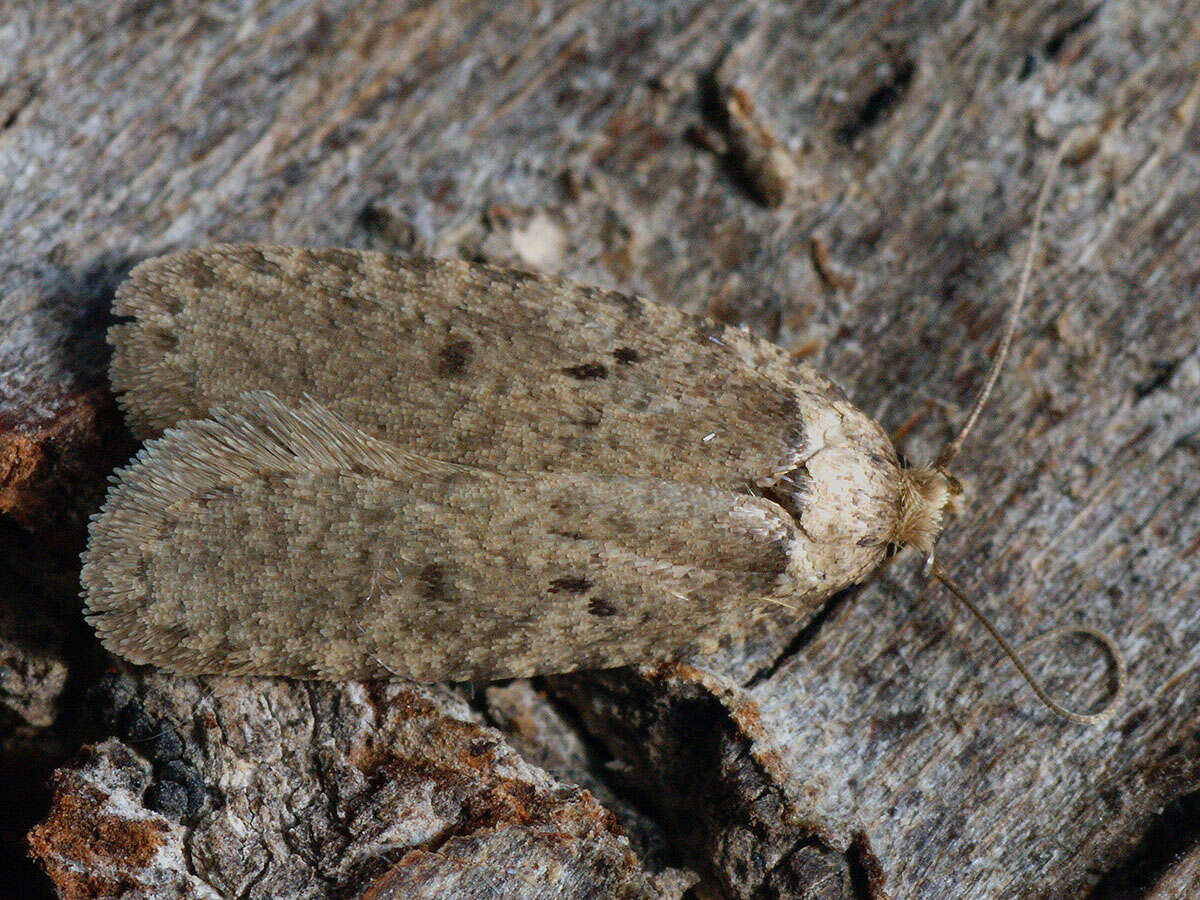 Image of Agonopterix curvipunctosa Haworth 1811