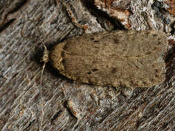 Image of Agonopterix curvipunctosa Haworth 1811