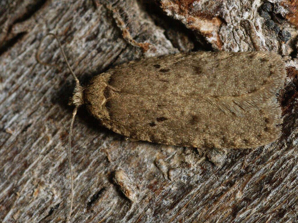 Image of Agonopterix curvipunctosa Haworth 1811