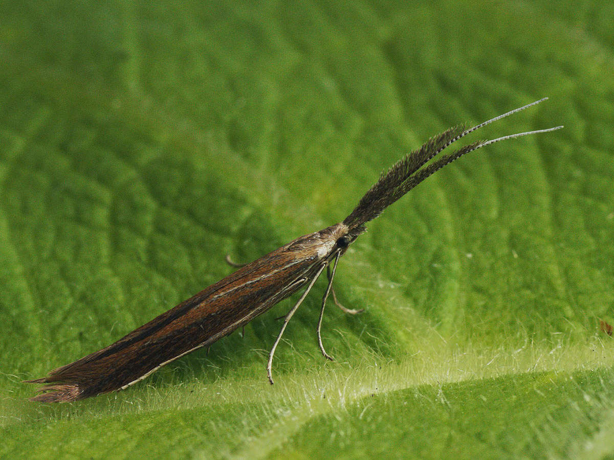 Image of Coleophora wockeella Zeller 1849