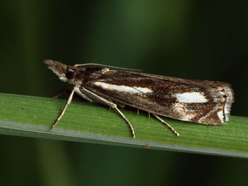 Image of Crambus heringiellus Herrich-Schäffer 1949