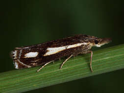 Image of Crambus heringiellus Herrich-Schäffer 1949