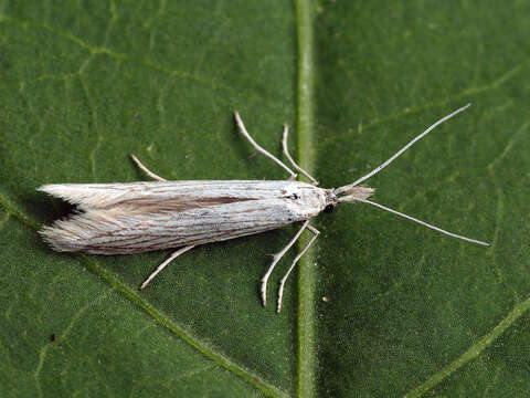 Image of Coleophora brevipalpella Wocke 1874