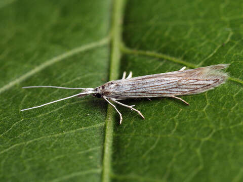 Image of Coleophora brevipalpella Wocke 1874