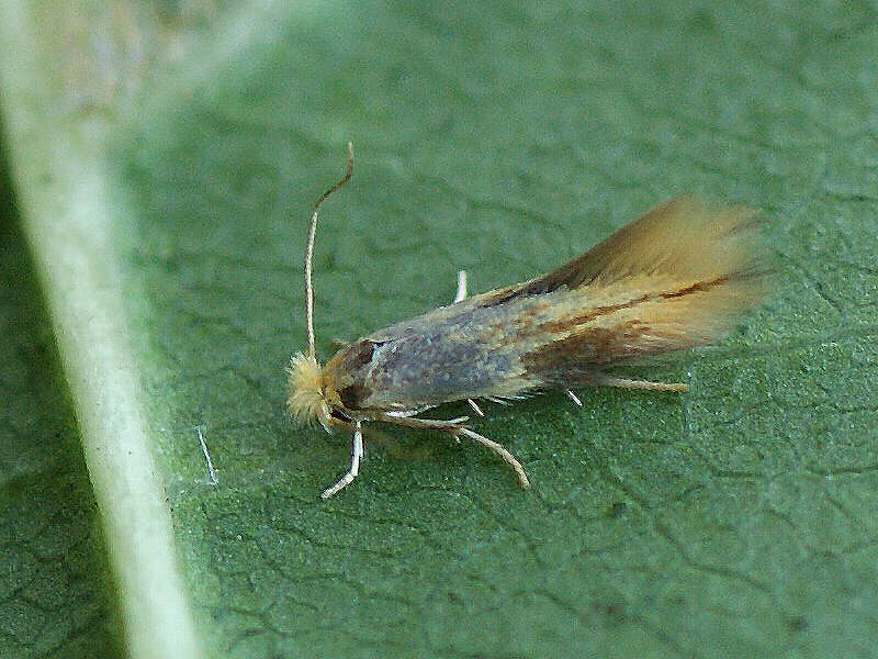 Image of lime bent-wing