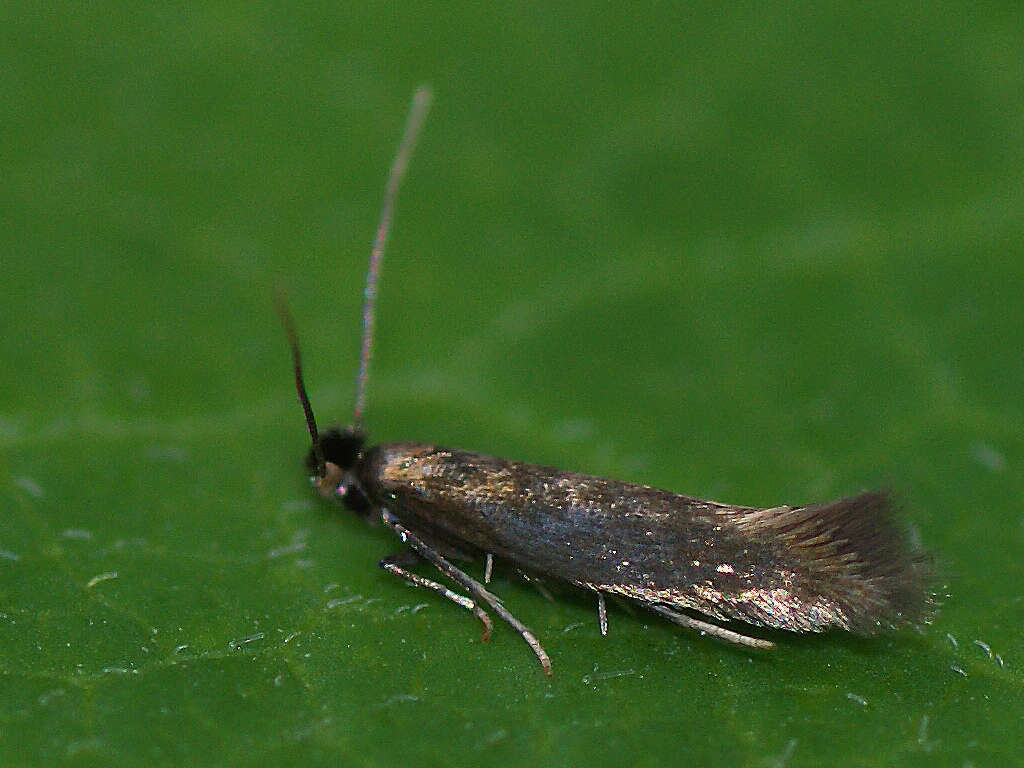 Image of Daisy Bent-wing