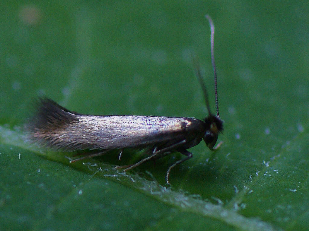 Image of Daisy Bent-wing