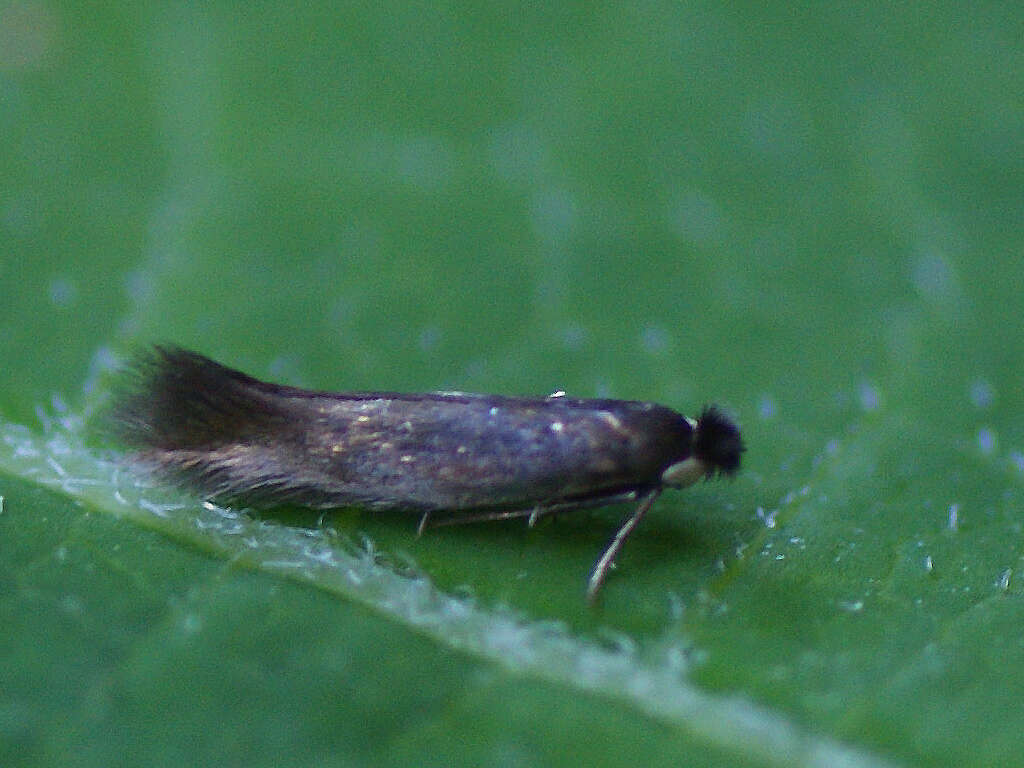 Image of Daisy Bent-wing