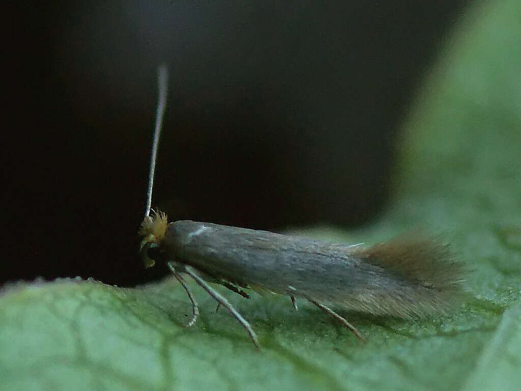 Image of Bucculatrix cristatella Zeller 1839