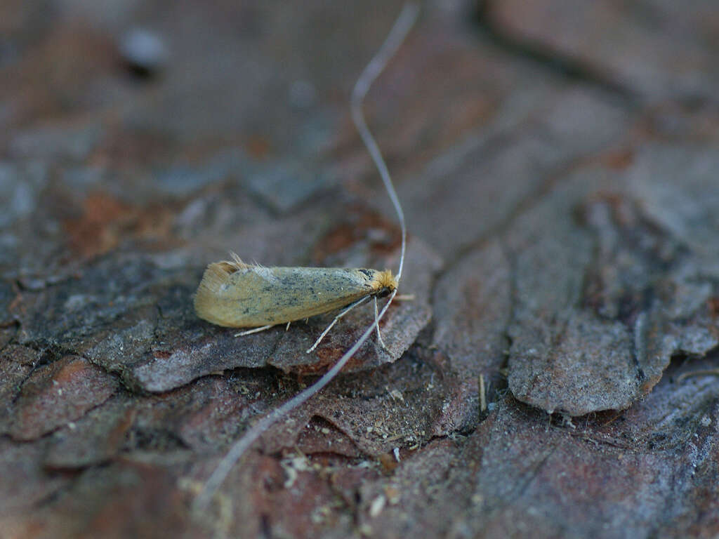 Image of Nematopogon metaxella Hübner (1813)