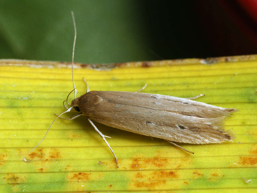 Image of Limnaecia phragmitella Stainton 1851