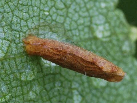 Image of Coleophora serratella Linnaeus 1761