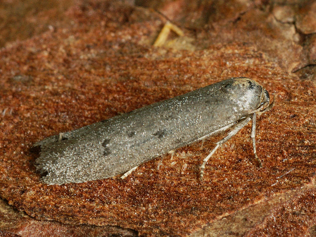 Image of Hypatopa binotella