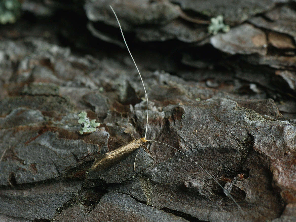 Image of Nematopogon schwarziellus Zeller 1839