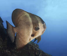 Image of Blunthead batfish