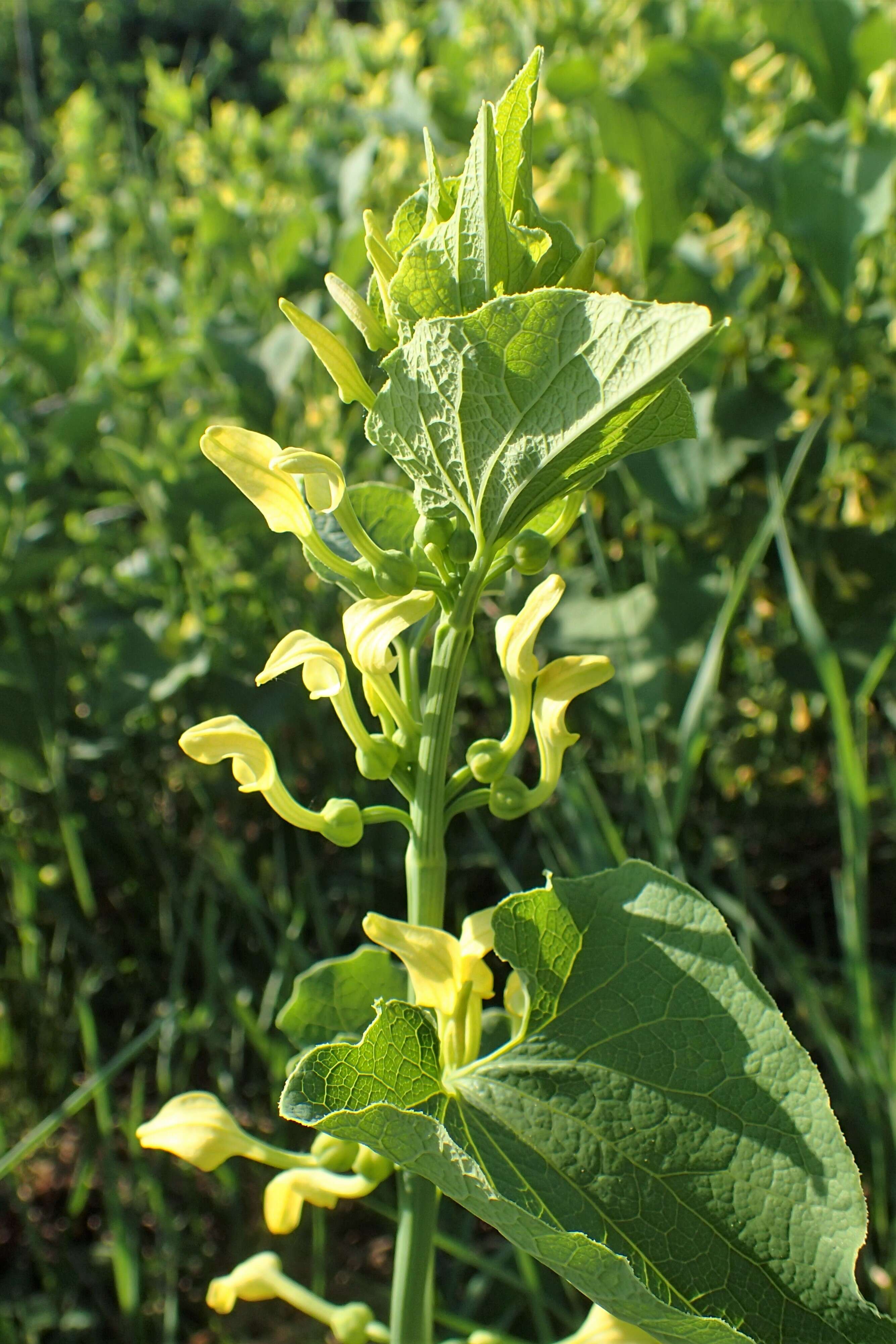 Image of European birthwort