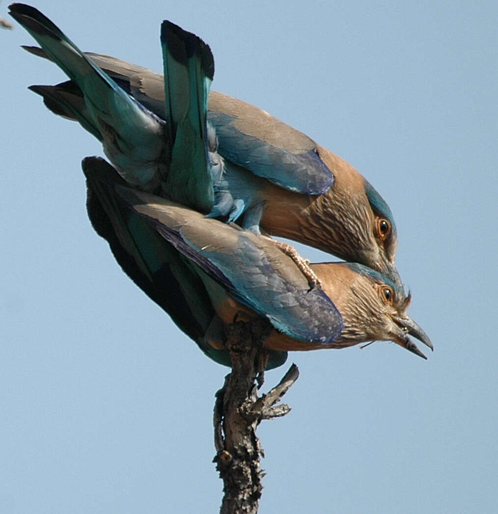 Imagem de Coracias benghalensis (Linnaeus 1758)