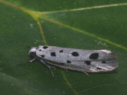 Image of Ethmia dodecea Haworth 1828