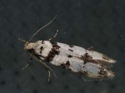 Pseudotelphusa scalella Scopoli 1763的圖片