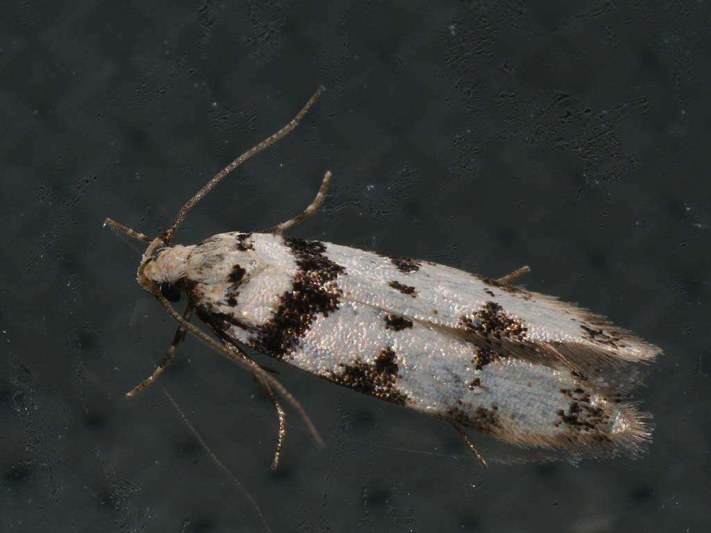 Pseudotelphusa scalella Scopoli 1763的圖片