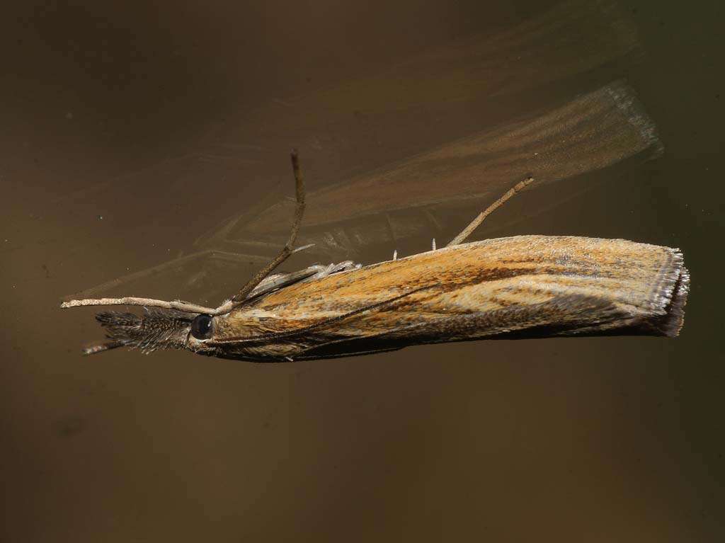 Image of Barred Grass-veneer